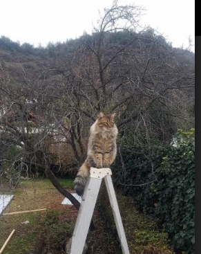 _极光滑雪与光影秀:冬日奇观激荡心灵_,极光和滑雪总有一个要有的吧