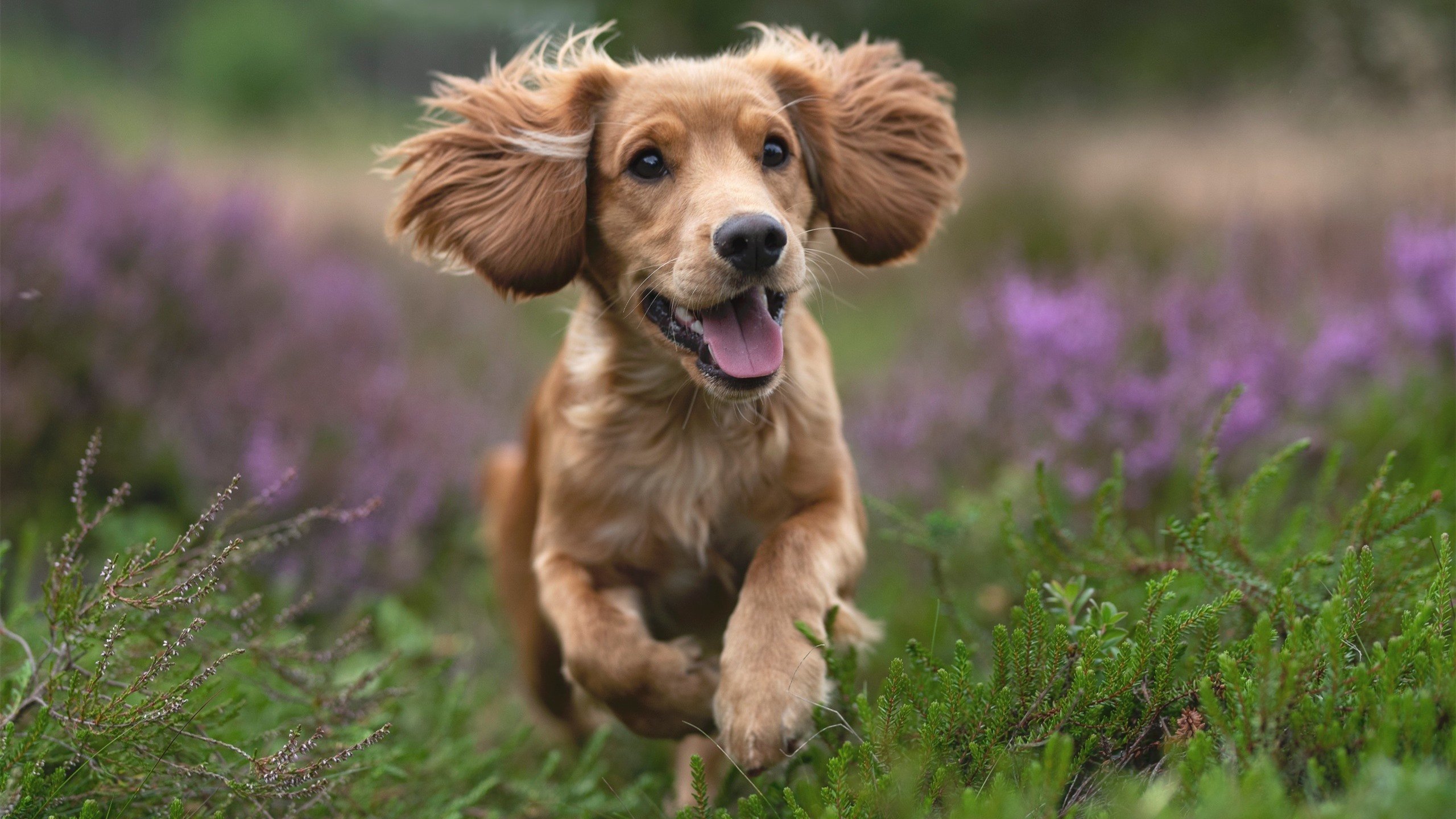 _极光穿越跑:光影中追逐梦想_,极光的越野性能怎么样