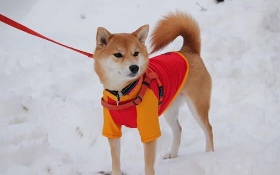 开云入口-【新规则实施效果评估】比赛节奏提升？公平性保障？，赛事绩效评估