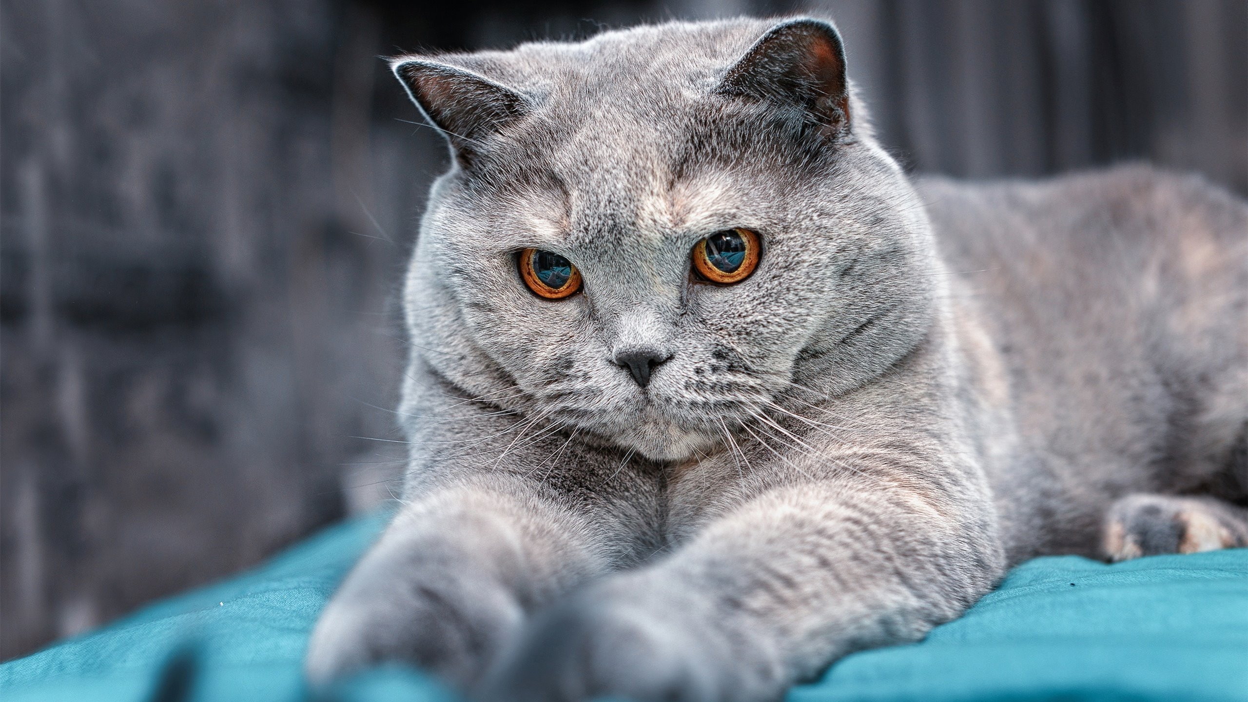 德甲积分榜：拜仁不断追分，多特迎头赶上，德甲积分ds