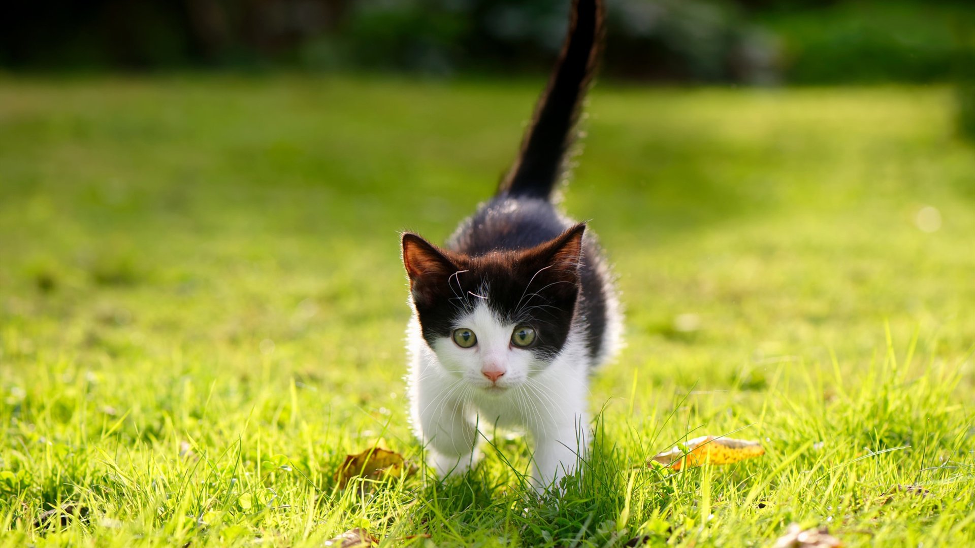 德甲积分榜:拜仁领跑多特紧Follow,争夺激烈,德甲 积分