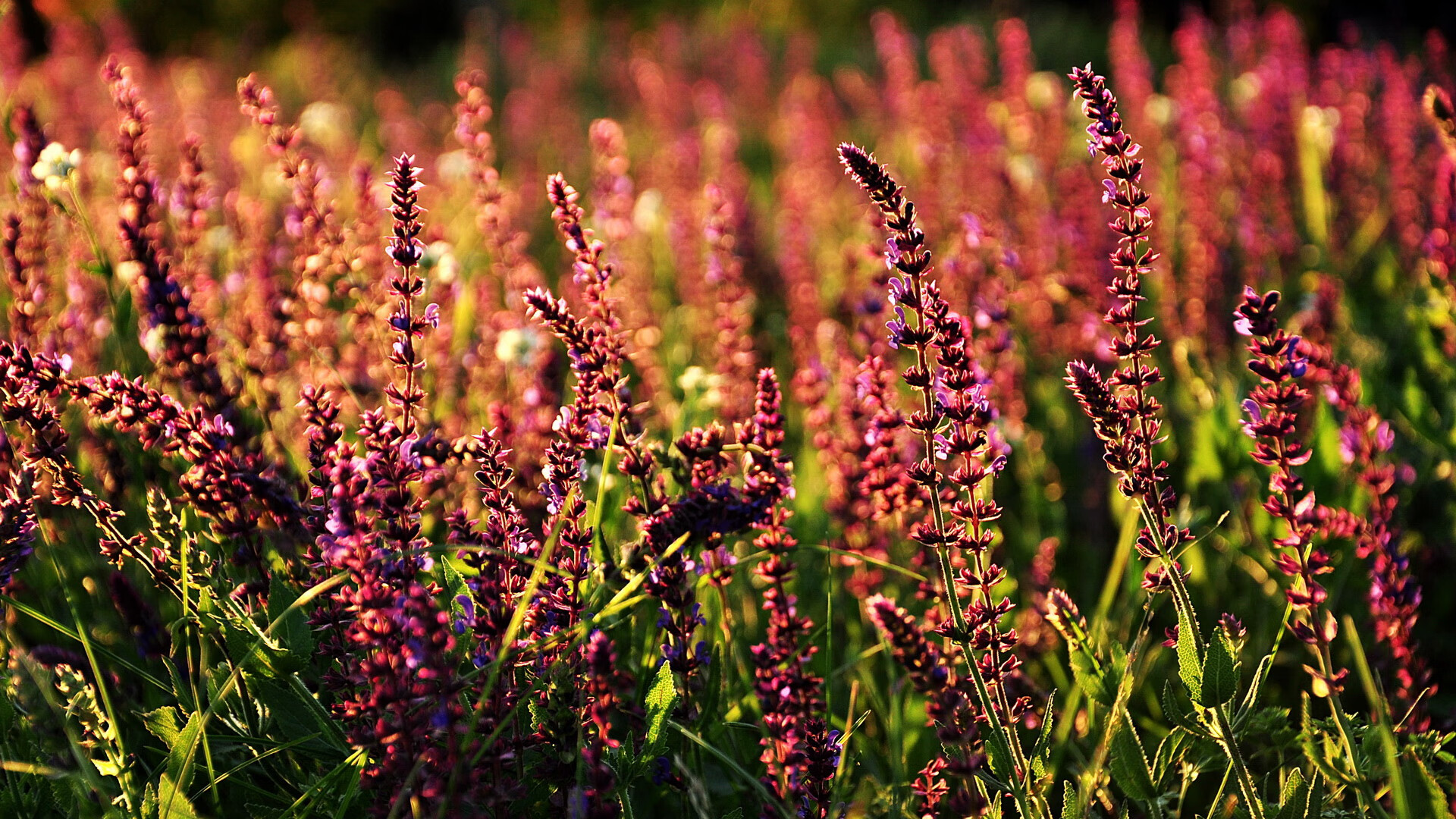 新秀冲击:未来联盟的领路人,新秀阵容