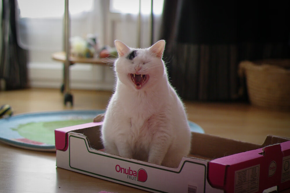 特色文化融合:篮球与中国传统文化的完美结合,如何理解篮球文化