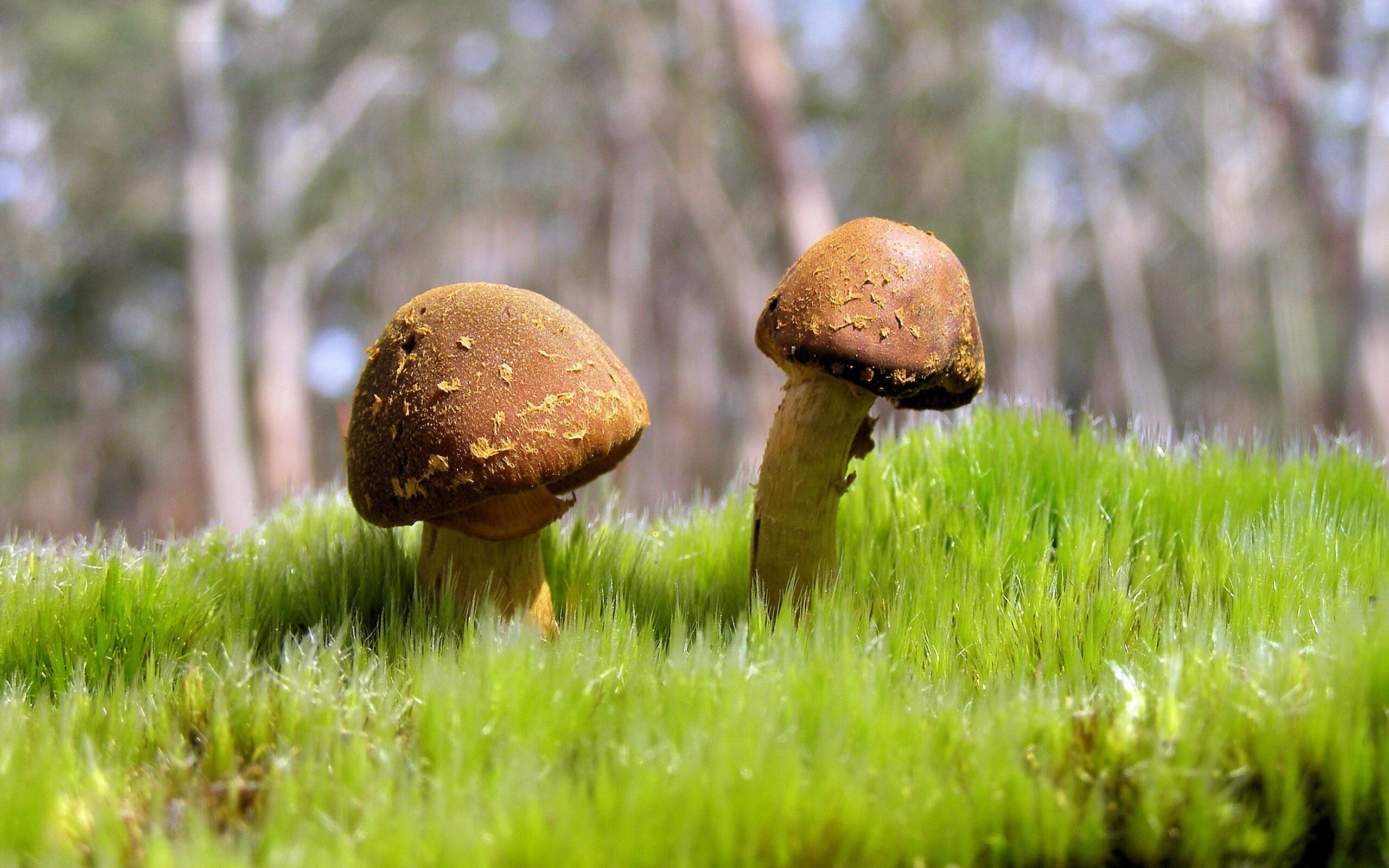 阿莱格里帅位稳固，带领尤 文争冠