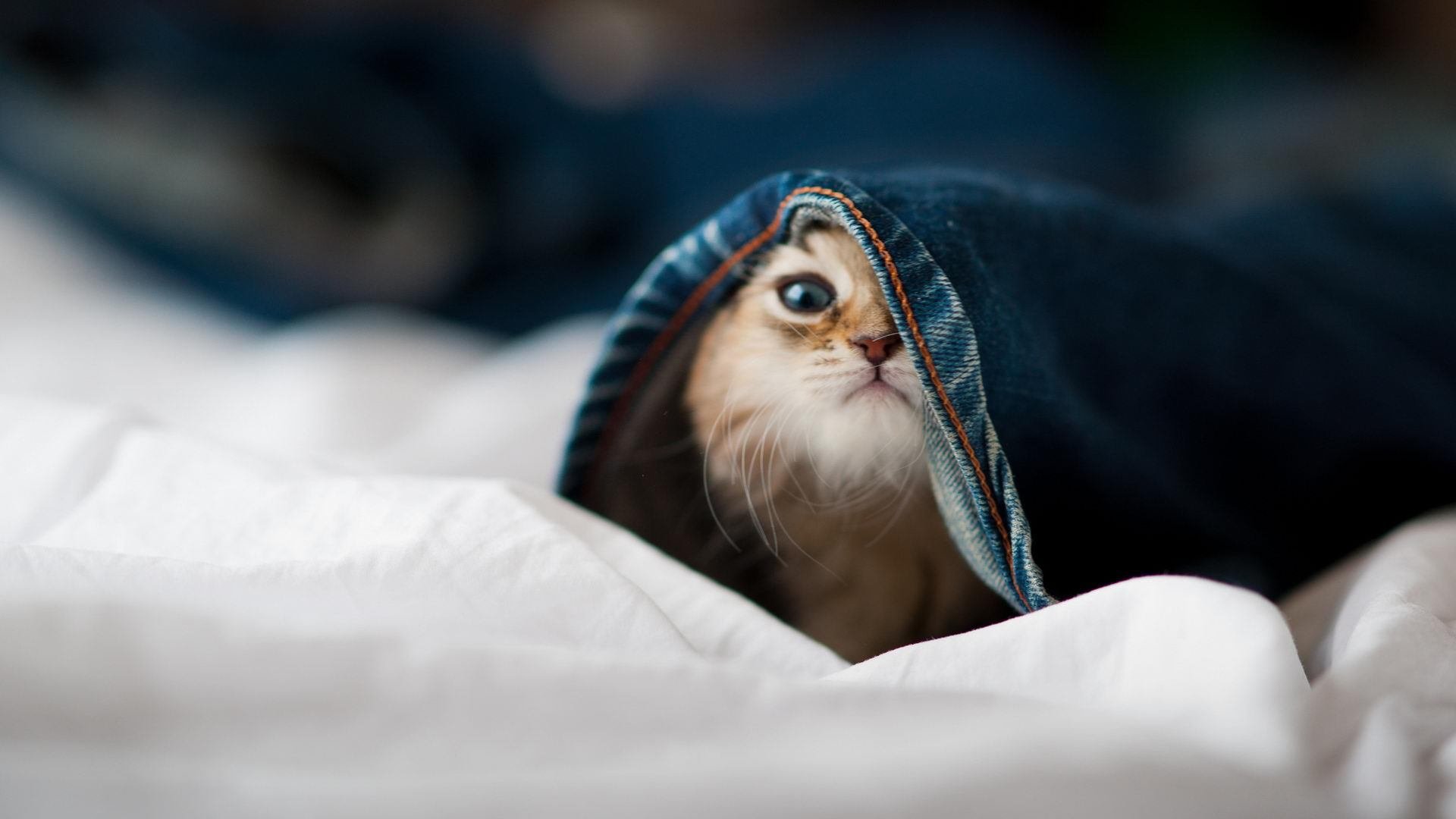 阿莱格里续约尤文图斯,继续执教