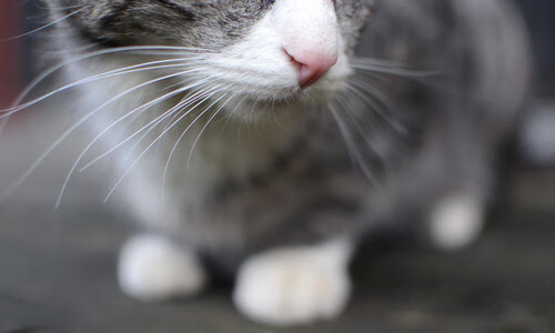 开云官网APP下载-勒沃库森迎战柏林联盟，争夺三分，今日勒沃库森vs柏林赫塔比分预测