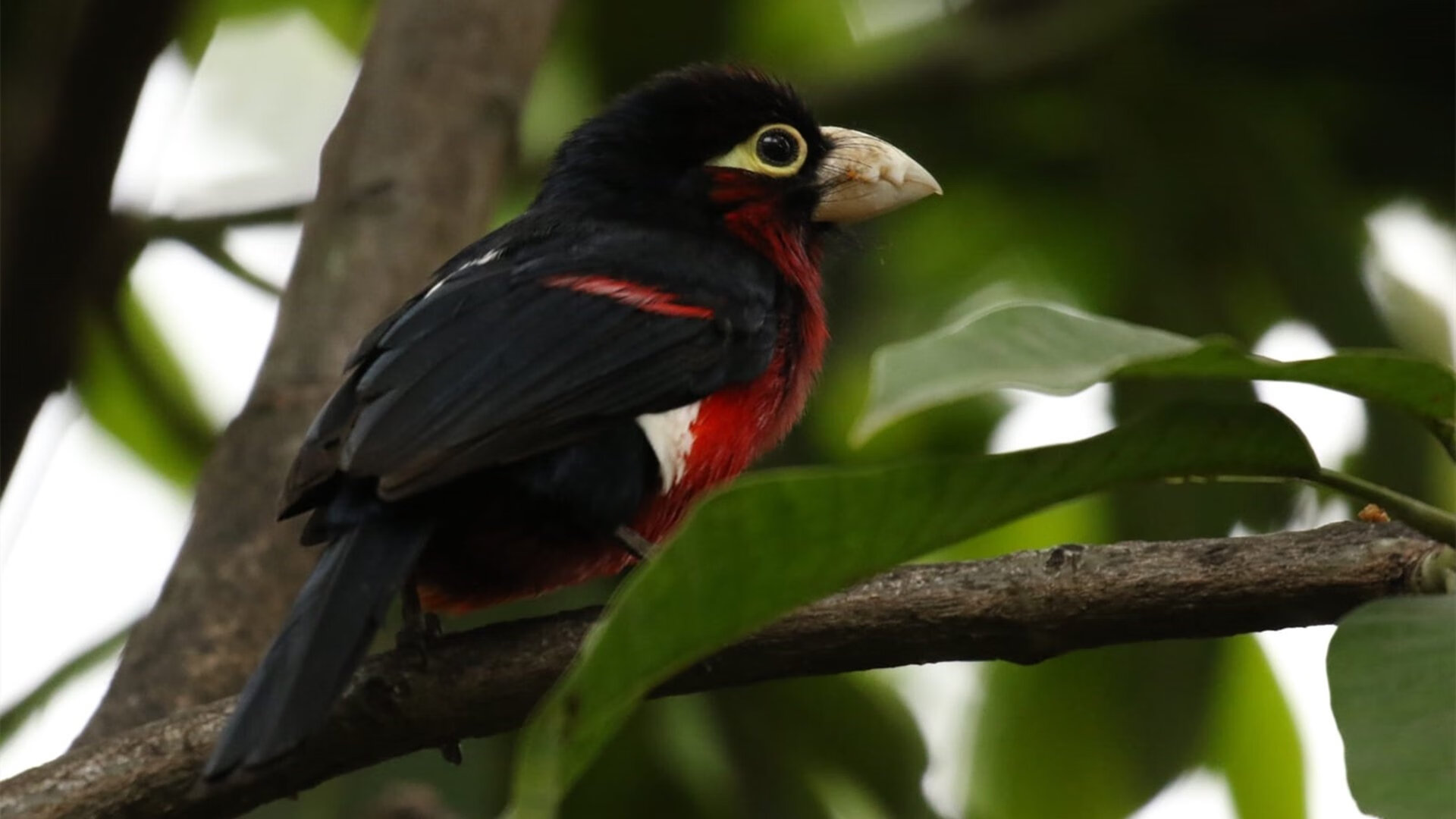 Kaiyun(中国)开云-勒沃库森逆转击败对手，积分上升，勒沃库森lg