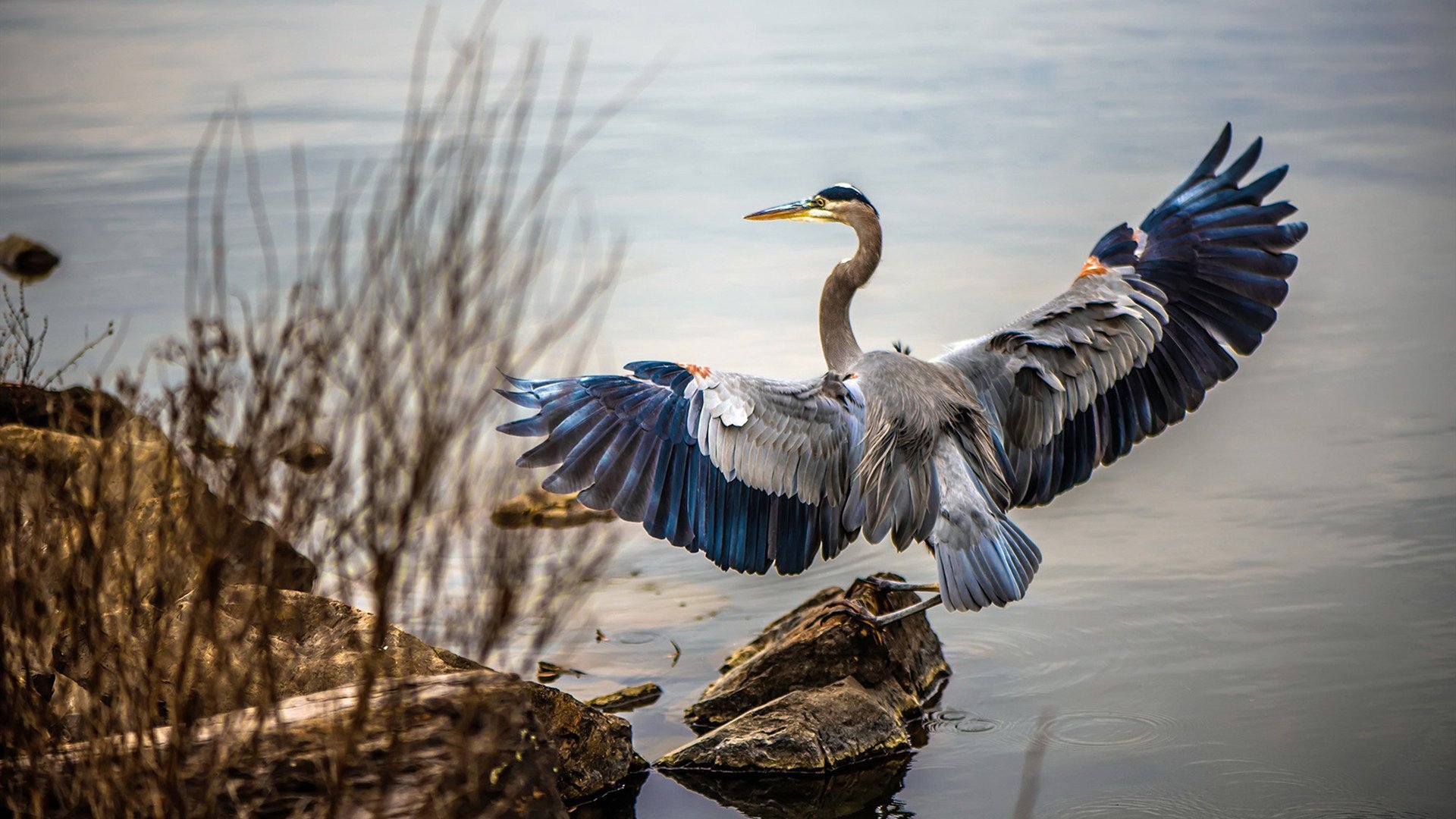 开云在线直播-扎卡尼感谢托蒂，罗马前锋神勇破门，扎卡正式转会罗马