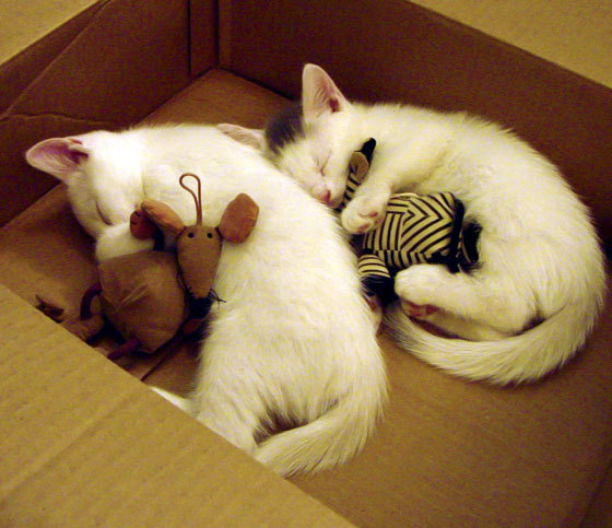 Kaiyun(中国)开云-琉球黄金国王赛季开局强势，琉球王国士兵图解