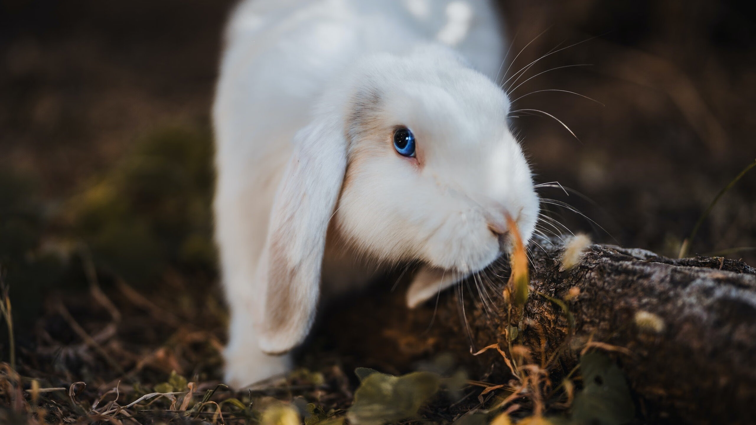 开云·体育全站登录地址-罗马继续保持不败，本赛季表现稳定，罗马上赛季进欧冠了嘛