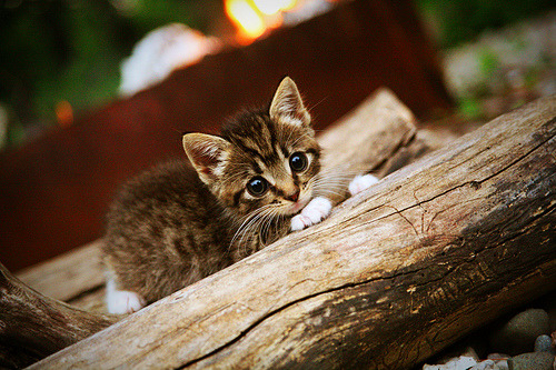 战术变化:不同联赛的攻防套路逐渐趋同,篮球赛联防战术