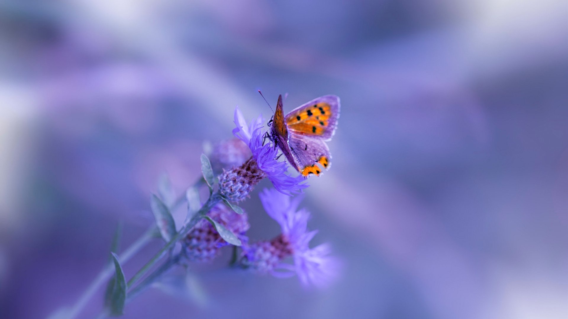 中国三人篮球男队训练注重节奏与变化,中国三人篮球男队训练注重节奏与变化吗