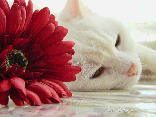 体育新闻中心推出高校体育原创内容扶持计划,大学生体育运动新闻