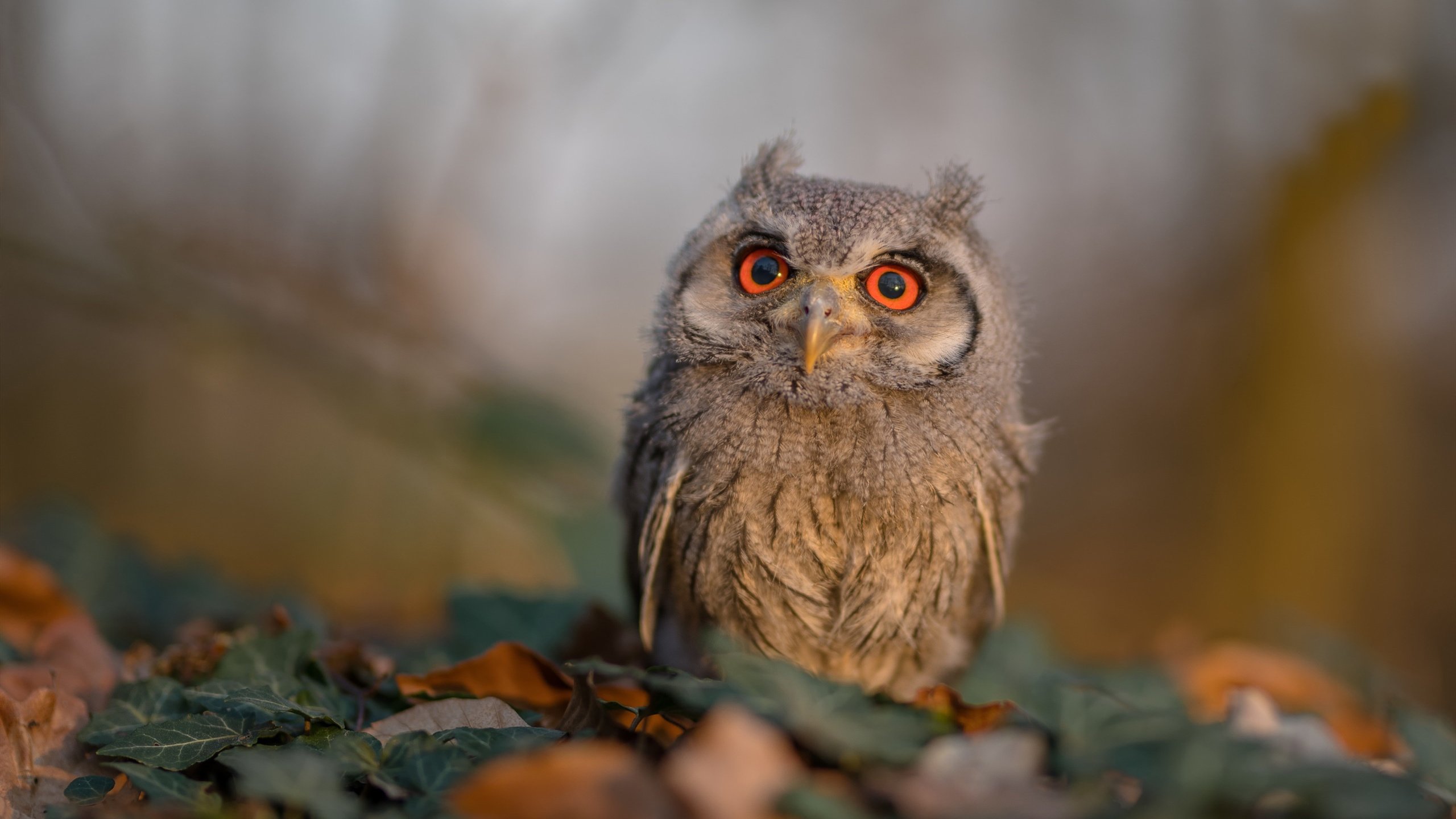 格鲁吉亚女篮在欧洲锦标赛中表现出色,迈向国际舞台,格鲁吉亚赛程