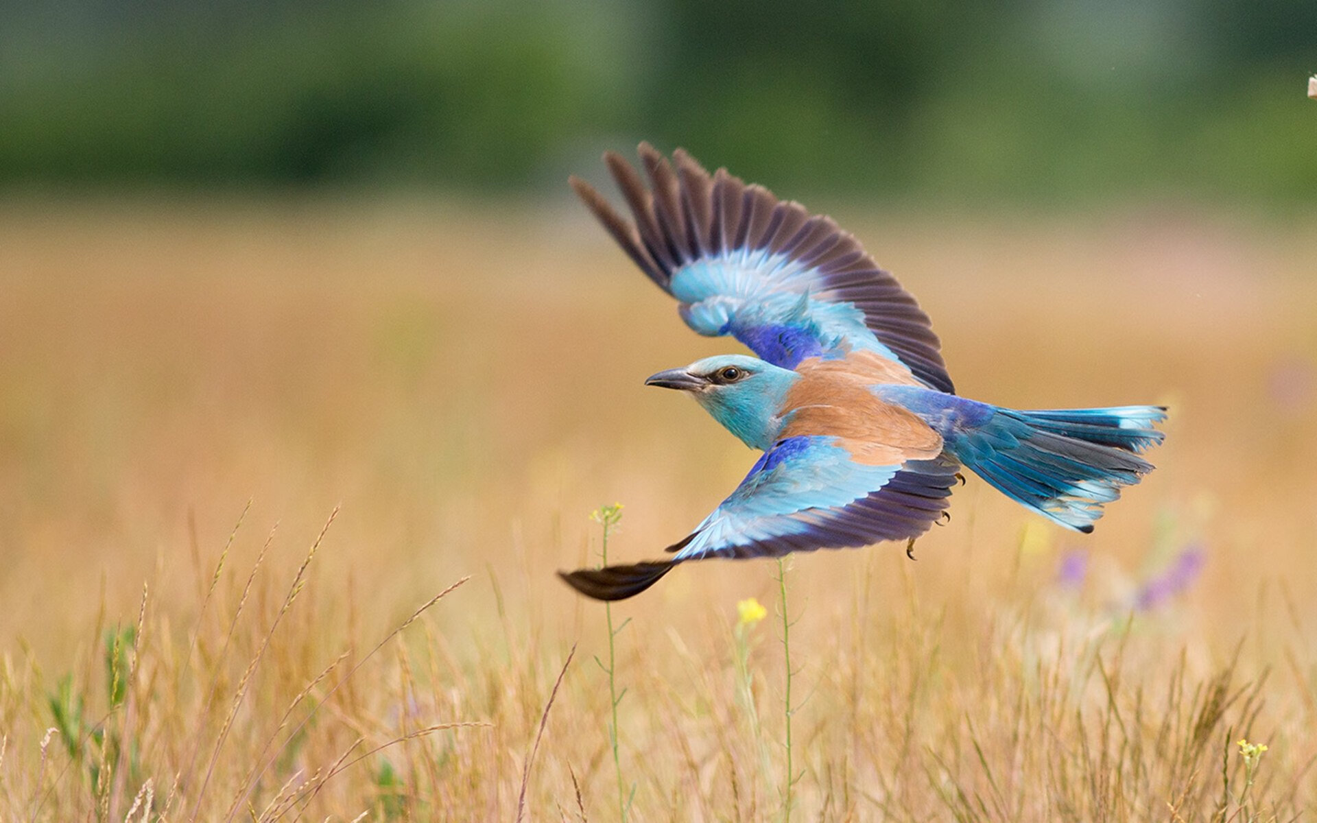 法甲未来之星：崭露头角，引领足球潮流！，足球未来之星阵容