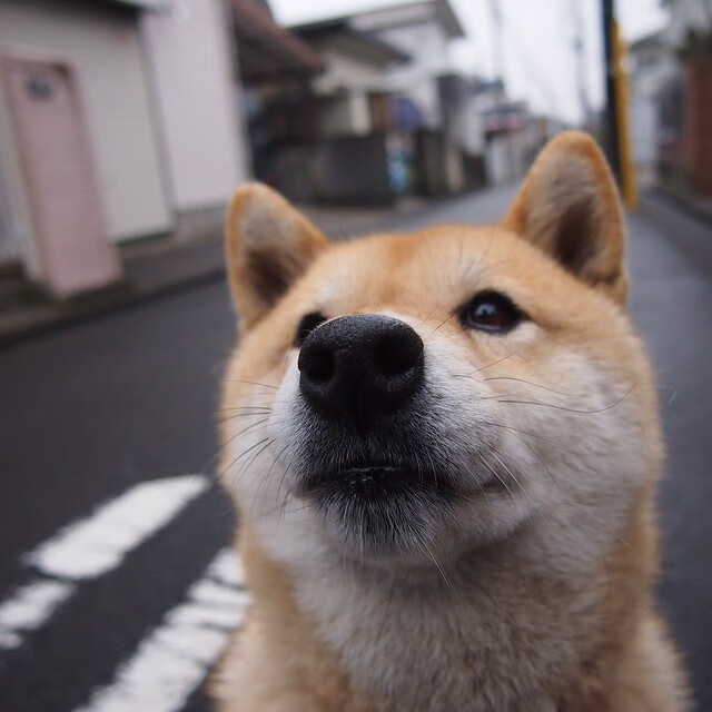 观众现场反应热烈球队每一次进攻都引发全场高分贝欢呼,球赛观众